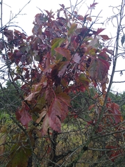 Parthenocissus quinquefolia