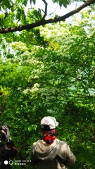 Chionanthus retusus