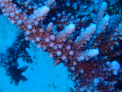 Acropora hemprichii