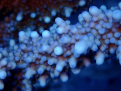 Acropora hemprichii