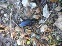 Carabus purpurascens