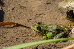 Pelophylax kurtmuelleri