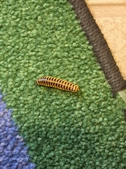 Rhysodesmus texicolens