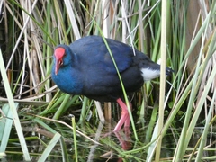 Porphyrio porphyrio