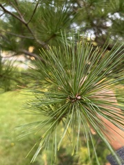 Pinus strobus