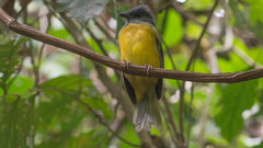 Eucometis penicillata