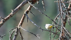 Leiothlypis virginiae