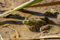 Pelophylax kurtmuelleri