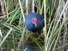 Porphyrio porphyrio