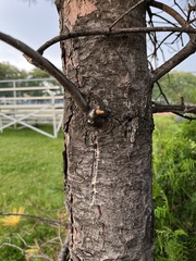 Pinus strobus