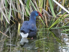Porphyrio porphyrio