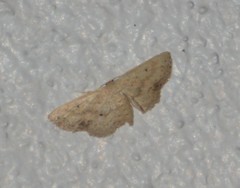 Scopula aemulata