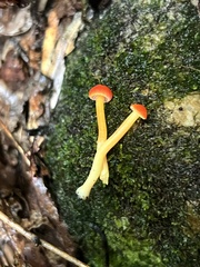 Hygrocybe cantharellus