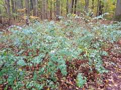 Symphoricarpos albus