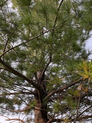 Pinus strobus