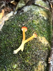 Hygrocybe cantharellus