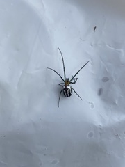 Leucauge regnyi