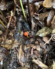 Hygrocybe cantharellus