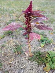 Amaranthus