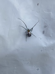 Leucauge regnyi