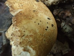 Russula ballouii