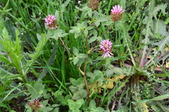 Trifolium pratense