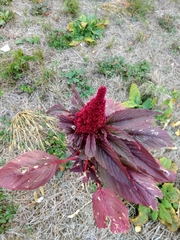 Amaranthus