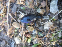 Carabus purpurascens