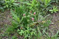 Trifolium pratense