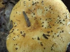 Russula ballouii