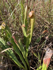 Sarracenia minor