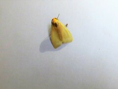 Pareuchaetes insulata