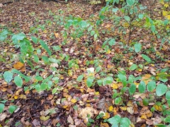 Symphoricarpos albus