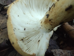 Russula ballouii