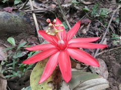 Passiflora vitifolia