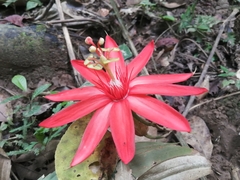 Passiflora vitifolia