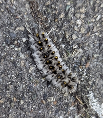 Lophocampa roseata