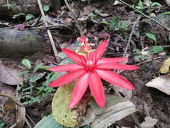 Passiflora vitifolia