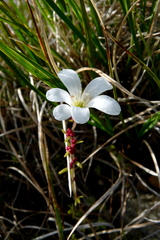 Saxifraga cernua