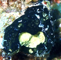 Hemimycale arabica