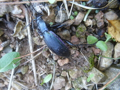 Carabus purpurascens