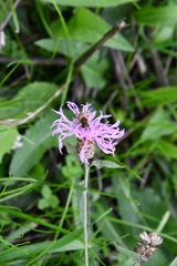 Centaurea jacea