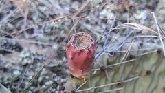 Opuntia cespitosa