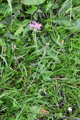 Centaurea jacea