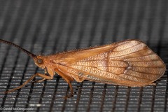 Trichoptera