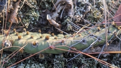Opuntia cespitosa