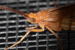 Trichoptera