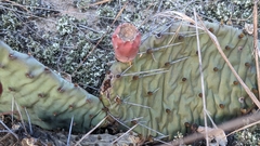 Opuntia cespitosa