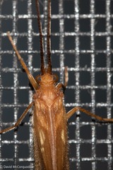 Trichoptera
