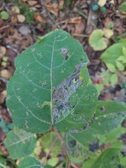 Phyllocnistis populiella